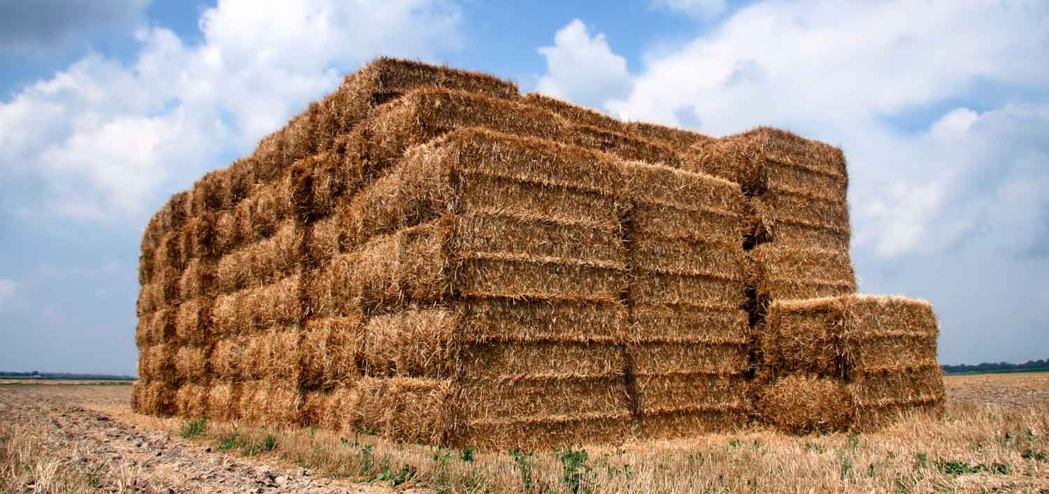 What is hay? And how is it made? -  What is hay?
